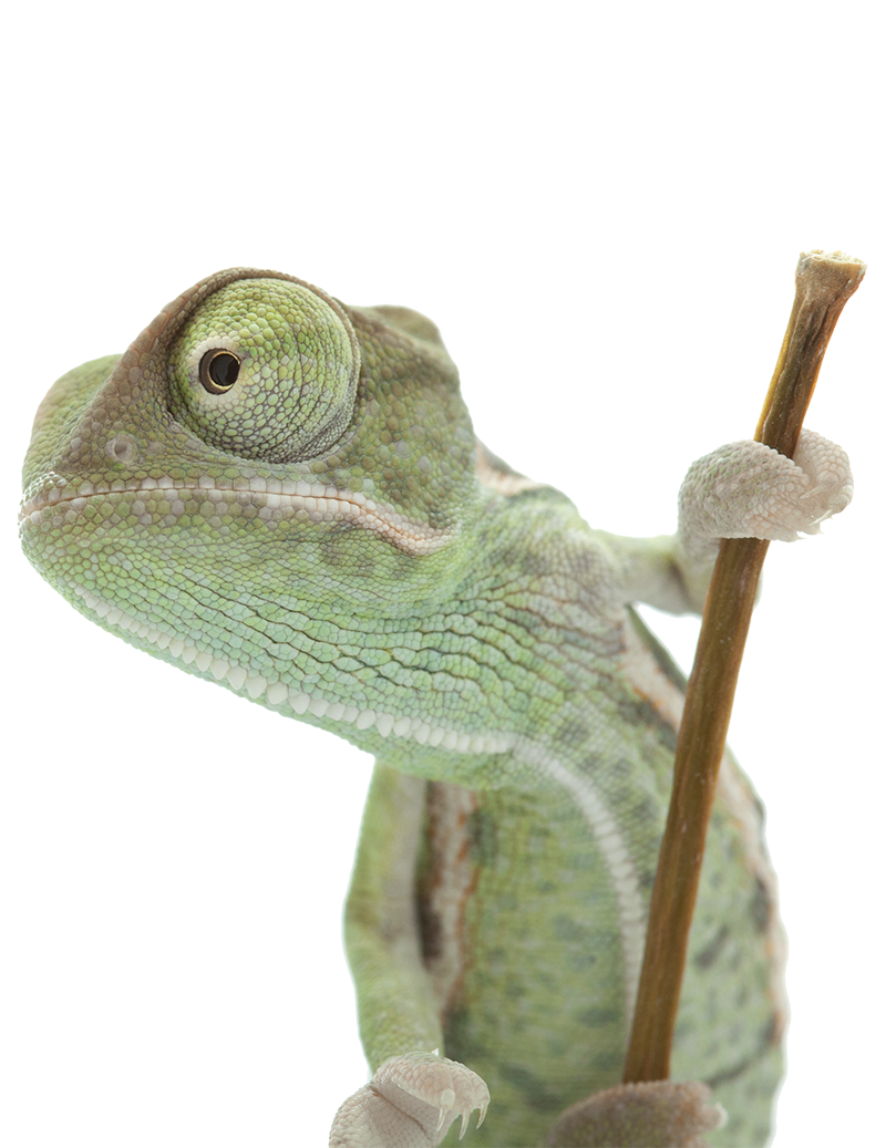 CAMELEON